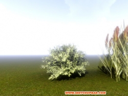 Lumion植物扩展：黄杨球+稻子