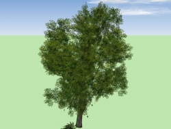 收集的2D面组成的3D树