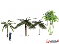 su棕榈类模型素材SketchUp草图大师植物模型素材2D3D