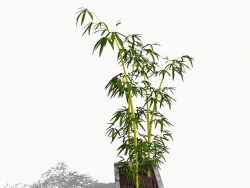 分享一些竹子模型