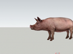 养猪的我分享一个猪模型（求宝石求升级）！