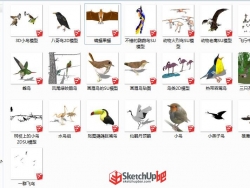 动物鸟类模型