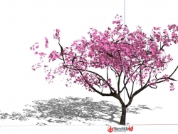 自己常用的好看樱花树3D景观模型