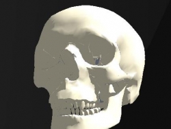 超精细的人头骨模型
