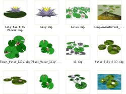 水生植物模型集合