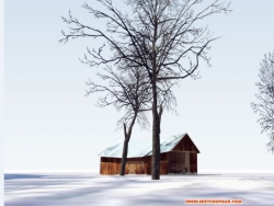 超级美的冬日树，附超真实3D贴图以及源文件