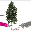 精细松柏树2D模型
