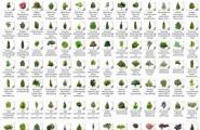 5千多种的花草树木和沙漠植物贴图提供下载，共5.6G多~