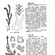 中国高等植物图鉴 1-5卷（带书签可搜索）