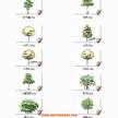 自己收藏的107种手绘风格树模