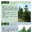 各类景观树种