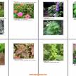 104种路边常见的植物(整理后)