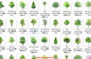 手绘植物立面图 103个bmp树素材-建筑景观后期处理