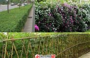 绿篱的类型与植物选择