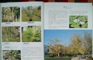 景观设计资料专辑——园林植物