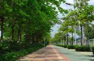 城市道路绿化景观设计的原则