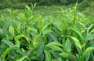 茶树在园林景观中的实际应用
