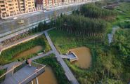 城市生态景观利用本土植物的方法