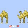 金色骆驼