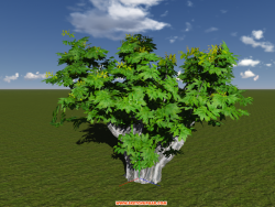 lumion植物-龙眼树-树桩