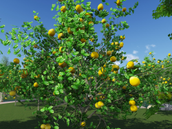 柚子树-lumion植物