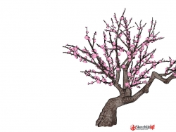 桃花树一棵