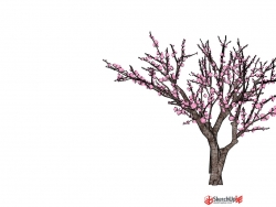 桃花树2