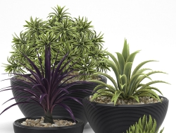 国外网站下载的3D植物（多肉），非常真实
