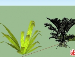 香磷灌木植物精选
