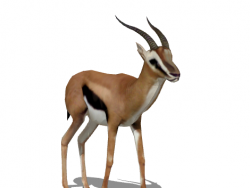 动物模型羚羊模型