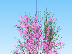 一棵樱花树模型