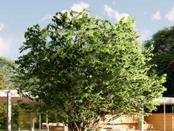 lumion植物扩充之桂花树