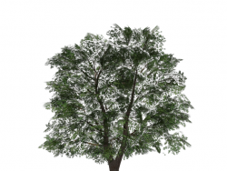 立体3D树木植物SU模型下载