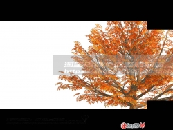 橙红树木植物SU模型