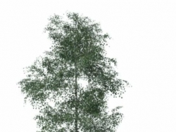 分享常用的su树（3d）