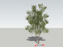 2D白桦植物模型