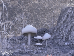 蘑菇有毒