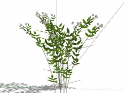 现代花草植物模型