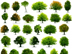 树木组件29棵-----利用矢量资源制作