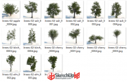 3D景观树SU模型下载