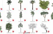 3D景观树SU模型下载