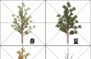 动态组件之 四季树 更新为1.1版