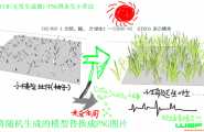 永生小草的制作方法