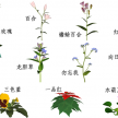 花卉模型集（DAE格式）
