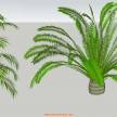自己搜集整理的棕榈科植物模型，被删除后重新发