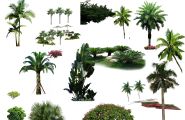 自己收集的一些热带植物PSD大分享