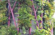 新加坡滨海湾花园—擎天树丛