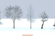 猜你喜欢：5棵经典雪景2.5维SketchUp植物模型