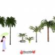 su棕榈类模型素材SketchUp草图大师植物模型素材