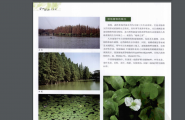 JG+湿地植物与景观+园林应用价值的湿地....pdf